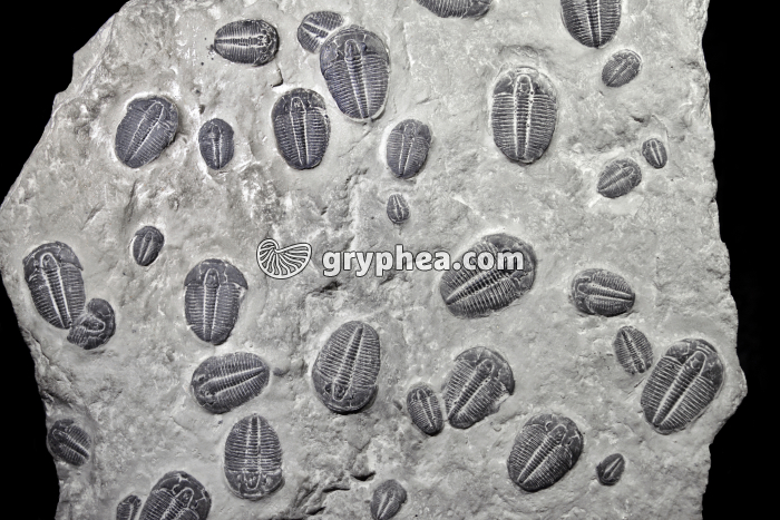 Trilobites (groupe) - gryphea.com